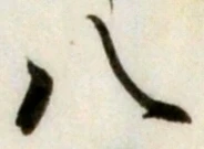 글자 八