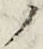 字ノ