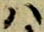 Đã định vị 𛂞