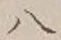 𡨸八