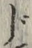 글자 じ