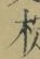 文字椗