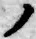 字ノ