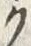 “ク”字