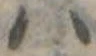𛂞の位置