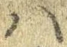 𛂞の位置