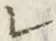字レ