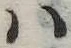 Đã định vị 𛂞