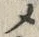 “メ”字