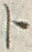 「ト」字