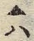 Character 六