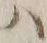 字ハ