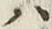 字ハ