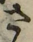 已定位さ
