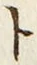「ト」字