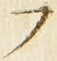 𡨸フ
