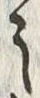 字之