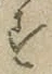 글자 す