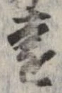 㐌定位遠