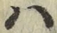 字は