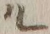 字ル