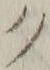 “ク”字