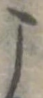 位置定マレル未定
