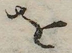 已定位𛄜