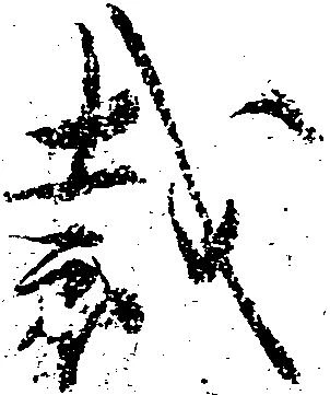 Đã định vị 裁