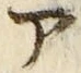 「ア」字