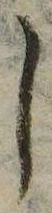 位置 確認된 𛁅