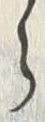 𡨸ら