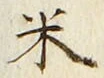 字米