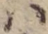 Đã định vị 𛂞