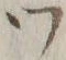 文字 ツ