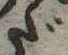 位置 確認된 だ