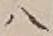 「八」字