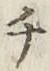 글자 チ