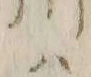 𡨸ハ