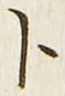 「ト」字