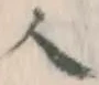 字人