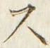 𡨸ス