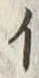「イ」字