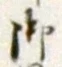 𡨸御