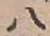字八