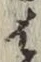 글자 は