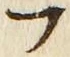 𡨸フ