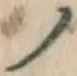 “ノ”字