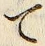 字て