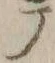 「テ」字